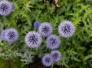 Flat sea holly blossom Eryngium planum