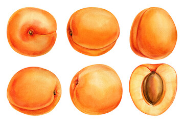 Apricot Watercolor Clipart Set, Hand Painted Fresh Apricots Whole and Halved, Summer Fruit Illustration, Isolated Food Design