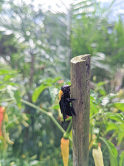 Xylocopa latipes or wood beetle