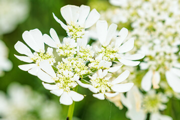 Obraz premium 白いオルラヤの花