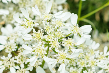 白いオルラヤの花