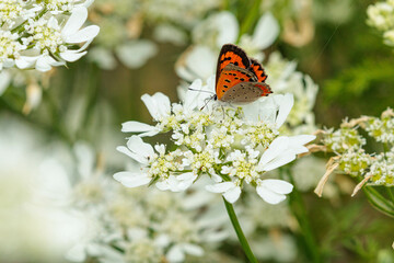 白いオルラヤの花