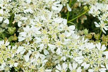 白いオルラヤの花