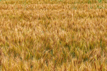 黄金色に輝く実った小麦

