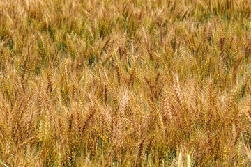 黄金色に輝く実った小麦
