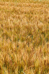 黄金色に輝く実った小麦
