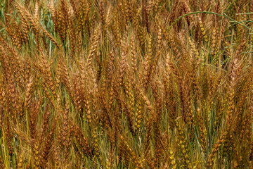 黄金色に輝く実った小麦
