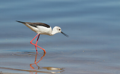 Black-winged stilt, Himantopus himantopus. A bird walks along the riverbank, looking for prey