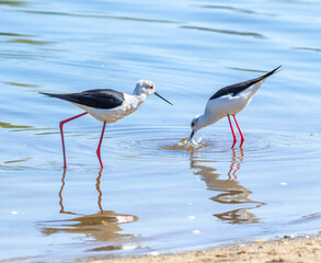 Black-winged stilt, Himantopus himantopus. Two birds looking for prey in the water