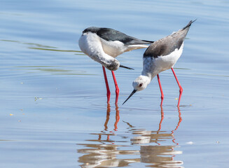 Black-winged stilt, Himantopus himantopus. Two birds looking for prey in the water