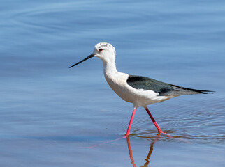 Black-winged stilt, Himantopus himantopus. A bird walks along the riverbank in shallow water
