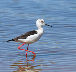 Black-winged stilt, Himantopus himantopus. A bird walks along the riverbank in shallow water