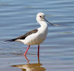 Black-winged stilt, Himantopus himantopus. A bird walks along the riverbank in shallow water