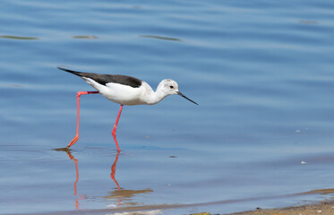 Black-winged stilt, Himantopus himantopus. A bird walks along the riverbank, looking for prey