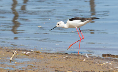 Black-winged stilt, Himantopus himantopus. A bird walks along the riverbank in search of prey