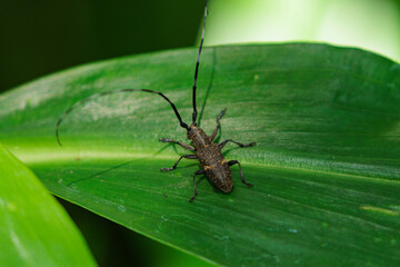 葉に止まるカミキリムシ