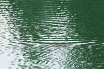 水面を飛び水を飲むツバメ