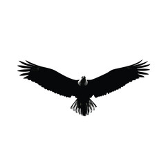 Obraz premium Black silhouette of Bald eagle, centered on plain white background, American Independence day theme, symbol, 4th july
