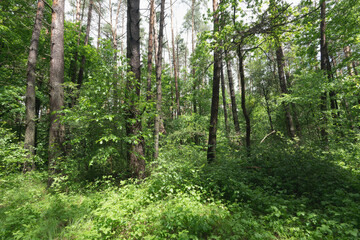 Fototapeta premium Lush Green Forest Scene with Tall Trees and Foliage