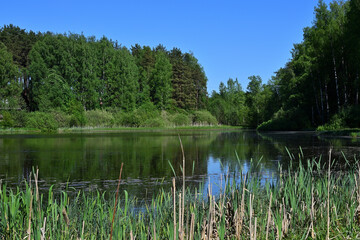 Beautiful lake in a forest park area.