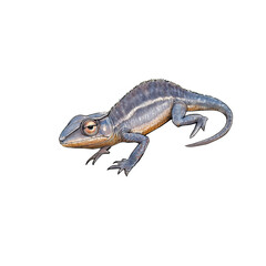 Obraz premium Realistic depiction of chameleon with vibrant colors and intricate details, showcasing its unique features and textures