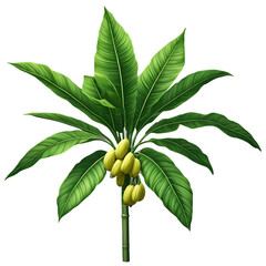 green banana tree png photo