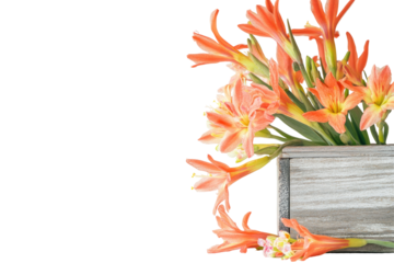 Coral-hued flowers in a light gray wooden box isolated on transparent background