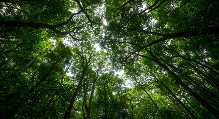 Fototapeta premium Lush Green Canopy in a Forest