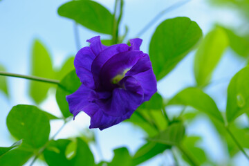 Beautiful butterfly pea flowers  on a nature background