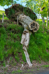 arbre déraciné et couché, tronc coupé