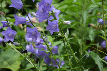 Im Garten