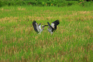 bird is looking for prey on a tree branch.