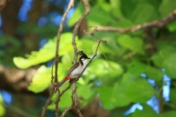 bird is looking for prey on a tree branch.