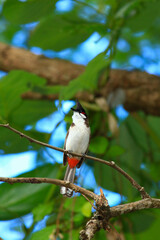 bird is looking for prey on a tree branch.