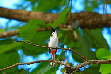 bird is looking for prey on a tree branch.