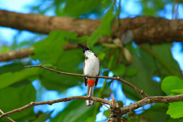 bird is looking for prey on a tree branch.