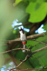 bird is looking for prey on a tree branch.