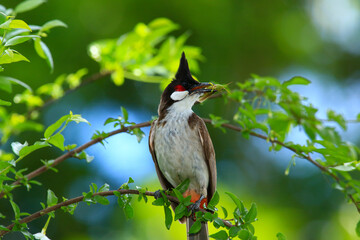 bird is looking for prey on a tree branch.