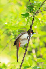 bird is looking for prey on a tree branch.