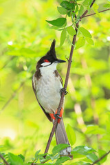 bird is looking for prey on a tree branch.