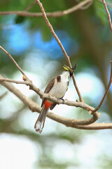 bird is looking for prey on a tree branch.
