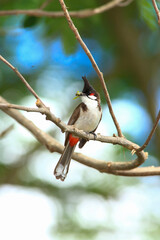 bird is looking for prey on a tree branch.