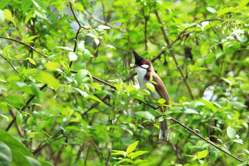 bird is looking for prey on a tree branch.