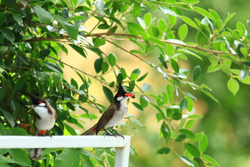 bird is looking for prey on a tree branch.