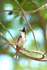 bird is looking for prey on a tree branch.