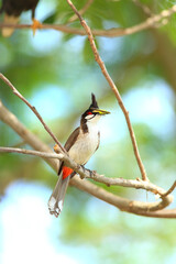 bird is looking for prey on a tree branch.