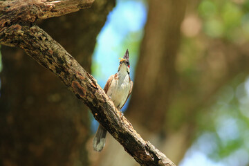 bird is looking for prey on a tree branch.