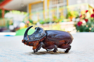 Dynastinae, commonly known as rhinoceros beetles. They are found in tropical and subtropical regions and are known for their incredible strength, capable of lifting objects many times their weight.
