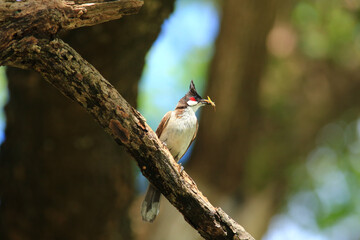 bird is looking for prey on a tree branch.