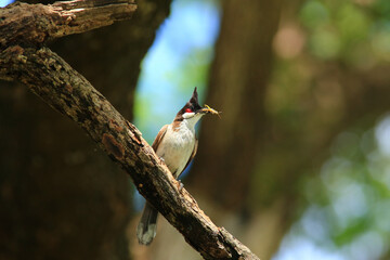 bird is looking for prey on a tree branch.